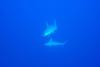 Requins marteaux